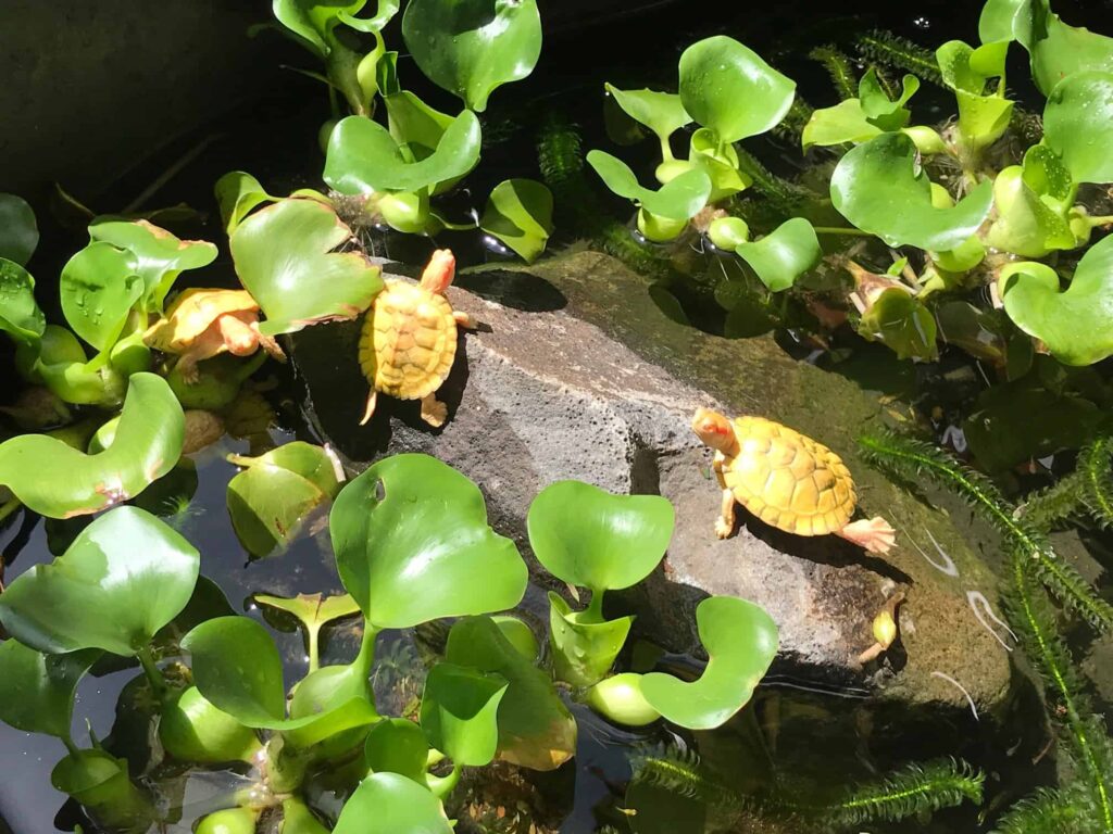 3 yellow turtles sunbathe on a rock.